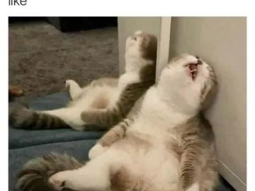 Relaxed cat leaning against a wall, resembling cleaning procrastination