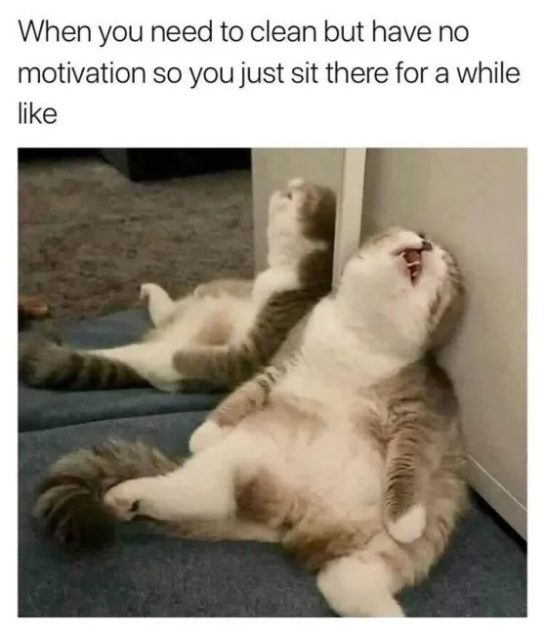 Relaxed cat leaning against a wall, resembling cleaning procrastination