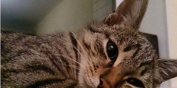 Cat snuggled up sleeping peacefully, looking adorable.