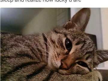 Cat snuggled up sleeping peacefully, looking adorable.