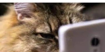 Cat intensely staring at phone with caption about missed call.