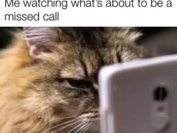 Cat intensely staring at phone with caption about missed call.