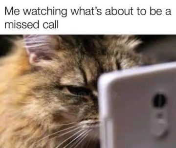 Cat intensely staring at phone with caption about missed call.