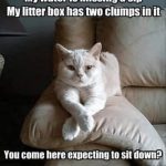 Confident white cat lounging with a sassy attitude on a couch