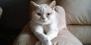 Confident white cat lounging with a sassy attitude on a couch