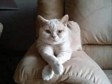 Confident white cat lounging with a sassy attitude on a couch