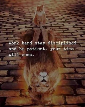 Cat sees lion in reflection, inspiring patience and discipline.