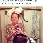 Cat sitting on woman's head with another cat yawning in front of mirror.