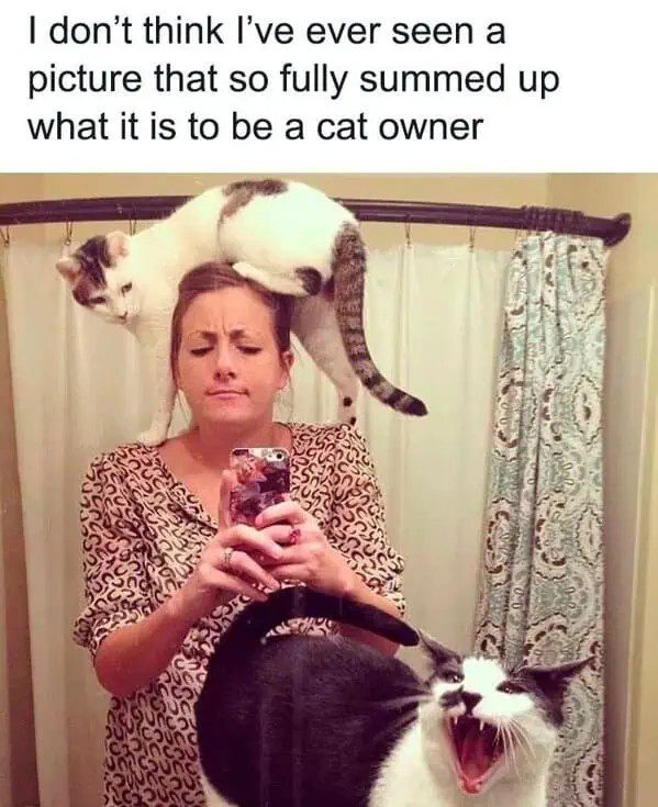 Cat sitting on woman's head with another cat yawning in front of mirror.