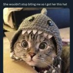 Cat wearing a shark hat looking surprised and adorable