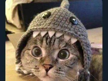 Cat wearing a shark hat looking surprised and adorable