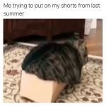 Tabby cat hilariously stuck in a small box, resembling summer shorts struggle.