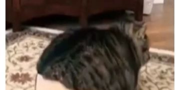 Tabby cat hilariously stuck in a small box, resembling summer shorts struggle.