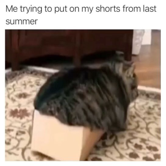 Tabby cat hilariously stuck in a small box, resembling summer shorts struggle.