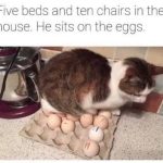 Cat sitting on eggs despite having plenty of comfy options.