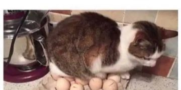Cat sitting on eggs despite having plenty of comfy options.