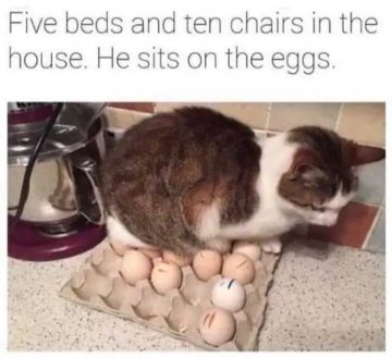 Cat sitting on eggs despite having plenty of comfy options.