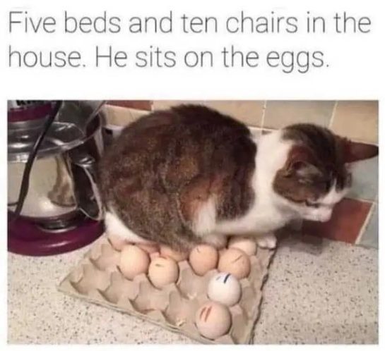 Cat sitting on eggs despite having plenty of comfy options.