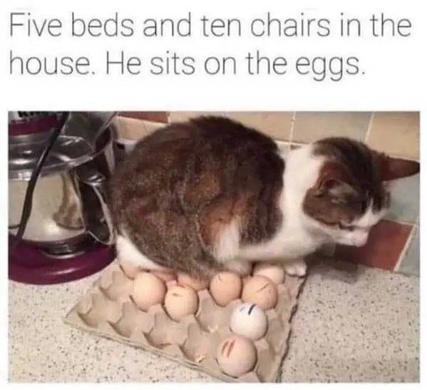 Cat sitting on eggs despite having plenty of comfy options.