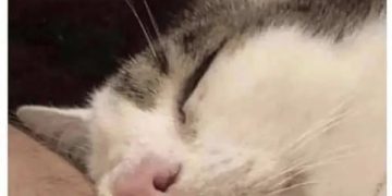 Cat sleeping with mouth open after a lazy day