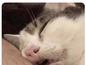 Cat sleeping with mouth open after a lazy day