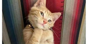 Cute orange cat posing adorably, looking more photogenic than you