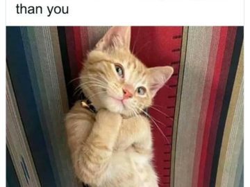 Cute orange cat posing adorably, looking more photogenic than you