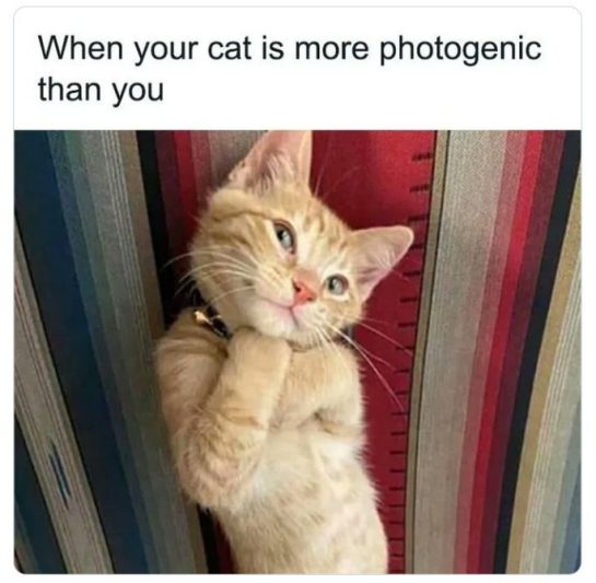 Cute orange cat posing adorably, looking more photogenic than you