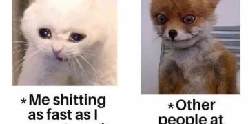 Cat and fox meme depicting awkward bus stop and toilet humor