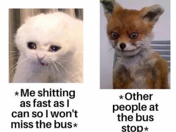 Cat and fox meme depicting awkward bus stop and toilet humor