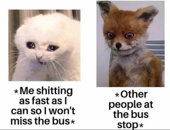 Cat and fox meme depicting awkward bus stop and toilet humor
