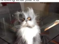 Fluffy disoriented cat with wild fur looking confused after nap.