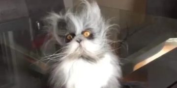 Fluffy disoriented cat with wild fur looking confused after nap.