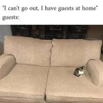 Tiny cat sitting alone on a large couch as "guest."