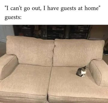 Tiny cat sitting alone on a large couch as "guest."