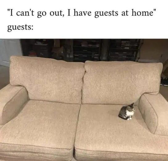 Tiny cat sitting alone on a large couch as "guest."