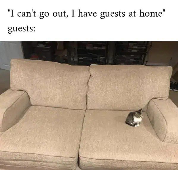 Tiny cat sitting alone on a large couch as "guest."