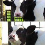 A cow humorously suggests using a "cowculator" to count cows.