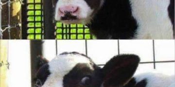 A cow humorously suggests using a "cowculator" to count cows.