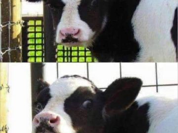 A cow humorously suggests using a "cowculator" to count cows.