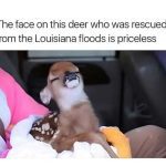 A rescued deer smiles contentedly while wrapped in a blanket.