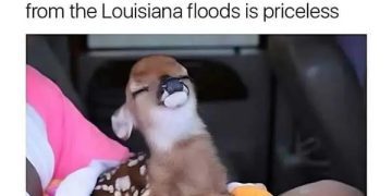 A rescued deer smiles contentedly while wrapped in a blanket.