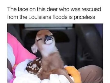 A rescued deer smiles contentedly while wrapped in a blanket.