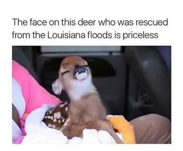 A rescued deer smiles contentedly while wrapped in a blanket.