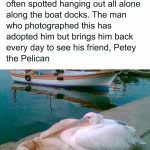 A pelican cuddles with a dog by the docks, showcasing their friendship.