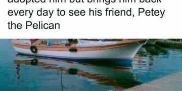 A pelican cuddles with a dog by the docks, showcasing their friendship.