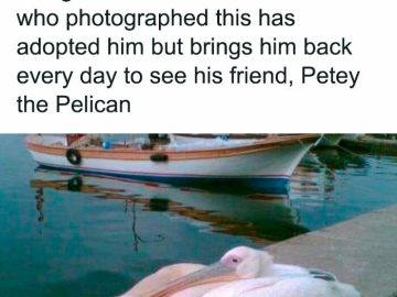 A pelican cuddles with a dog by the docks, showcasing their friendship.