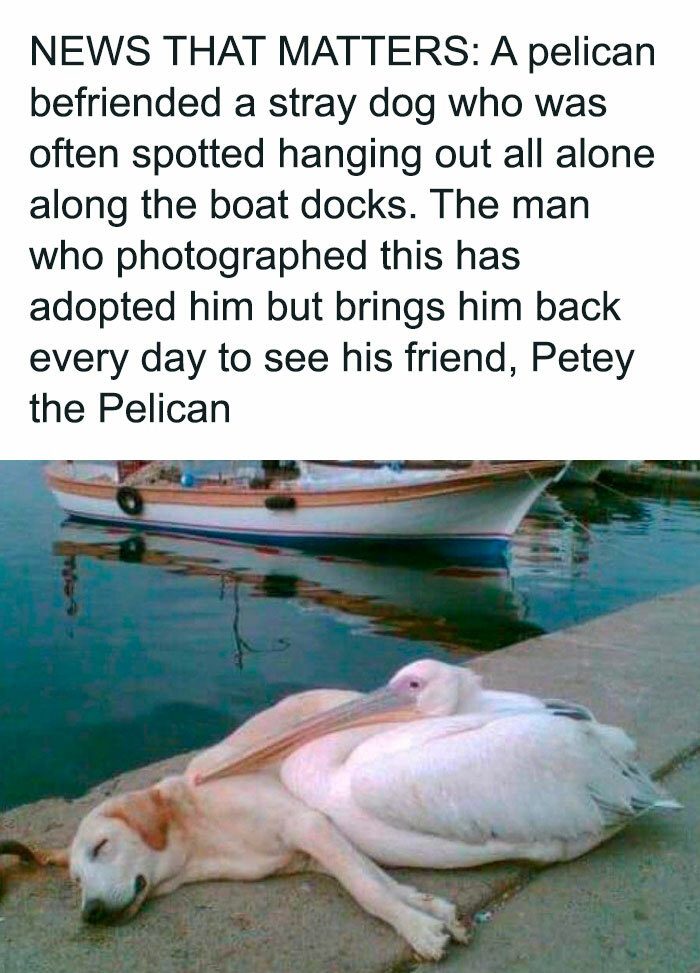 A pelican cuddles with a dog by the docks, showcasing their friendship.