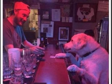 A dog at the bar with a bartender, captioned "Keep 'em coming, I had a ruff day."