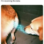 Dog sniffing another dog with binary code overlay, humorously simulating data transfer.